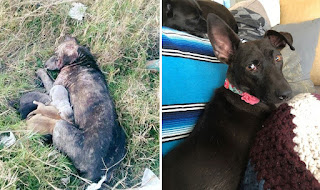 30 fotos de perros antes y después de su adopción que te derretirán el corazón