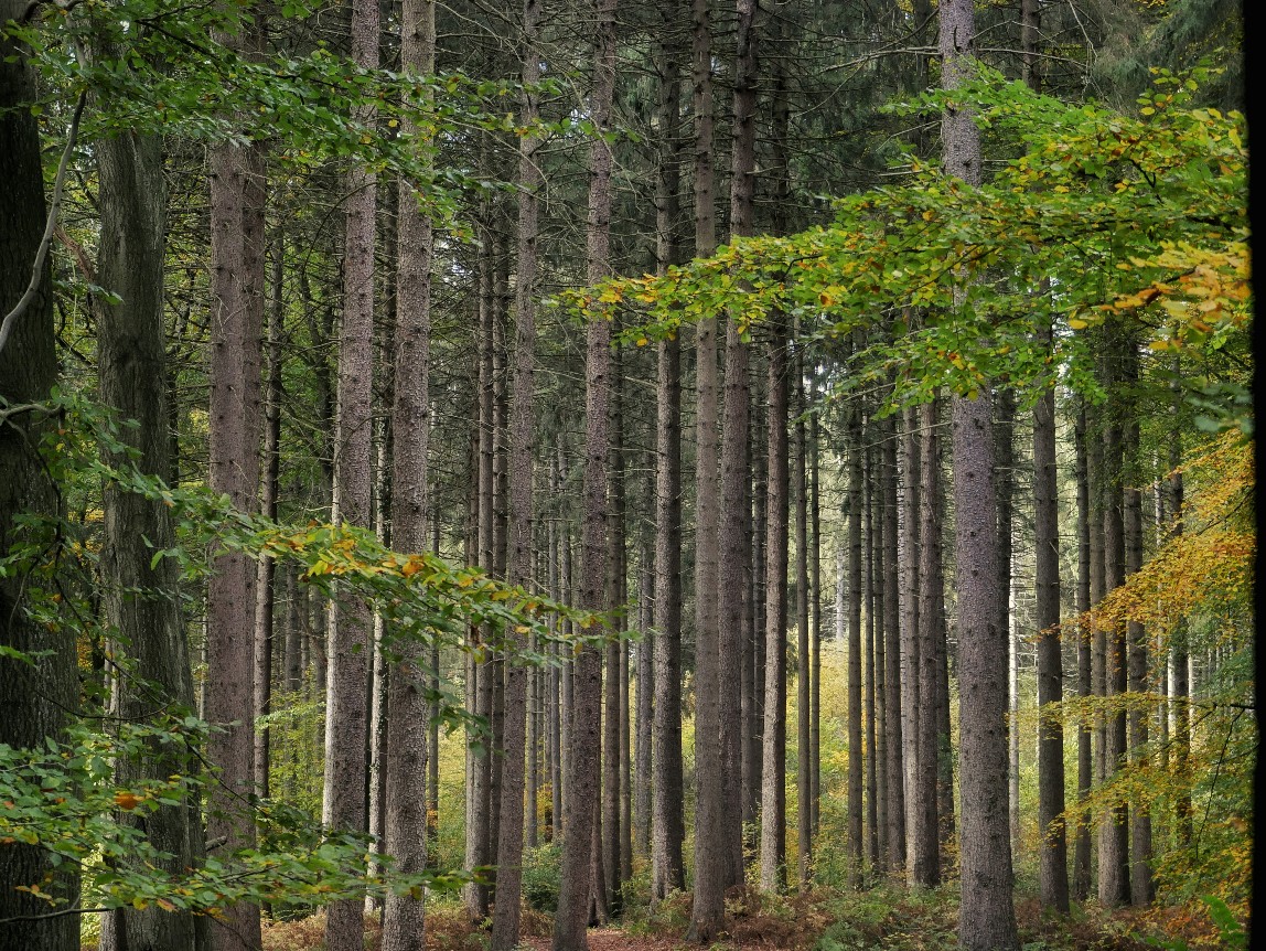 Hohlweg Sachsenwald