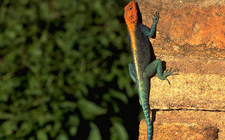 Red headed Rock Agama HD Wallpaper