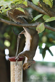 Thieving squirrel!