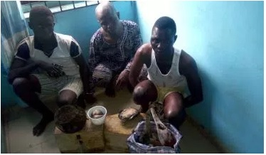 Police arrest herbalist who cut off lady’s breast in Ogun