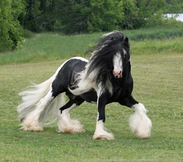 Beautiful Horse 