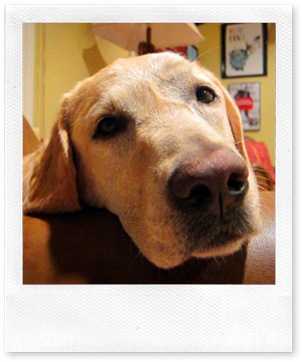 murphy-chair