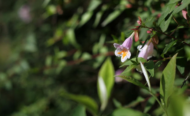 Abelia Parvifolia Flowers