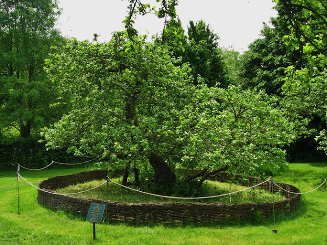 Inilah Pohon Epal Yang Buat Isaac Newton Temui Teori Graviti