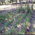 LA HUERTA A 18-07-09
