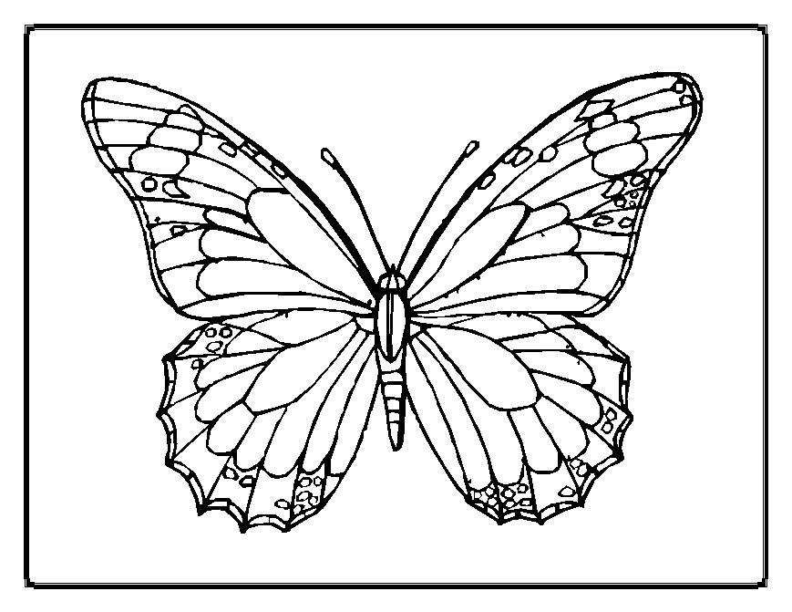 Free butterfly picture coloring pages  Cartoon Kids 