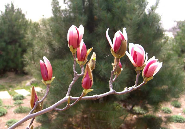 Magnolia Flower Pictures