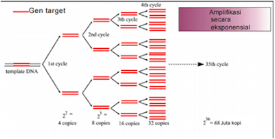 Polymerase Chain Reaction, PCR ( Polymerase Chain Reaction), tahapan PCR (Polymerase Chain Reaction), proses PCR (Polymerase Chain Reaction), Denaturasi , Annealing, Elongasi, siklus PCR (Polymerase Chain Reaction