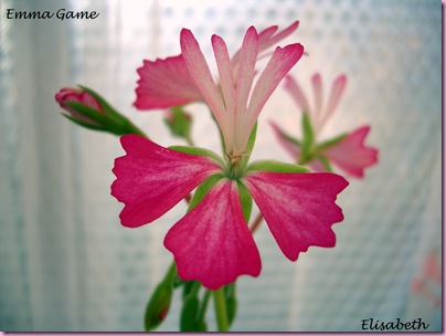 Pelargoner  juni 09 021-2