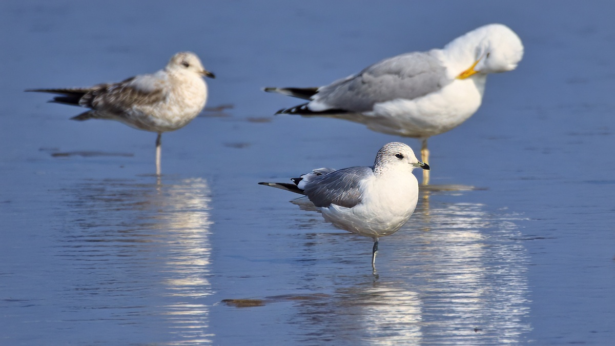 Gaviota cana