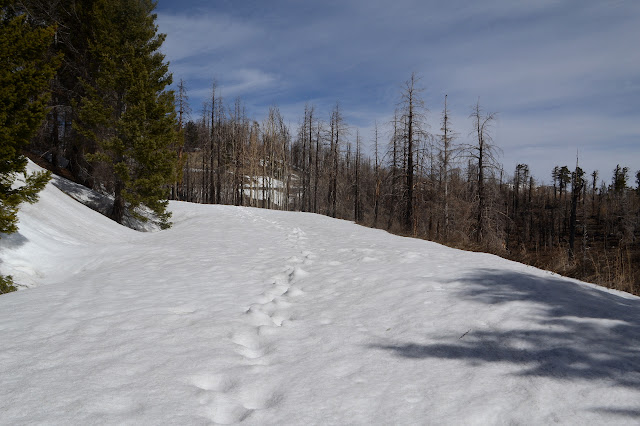 footprints in a long section of snow