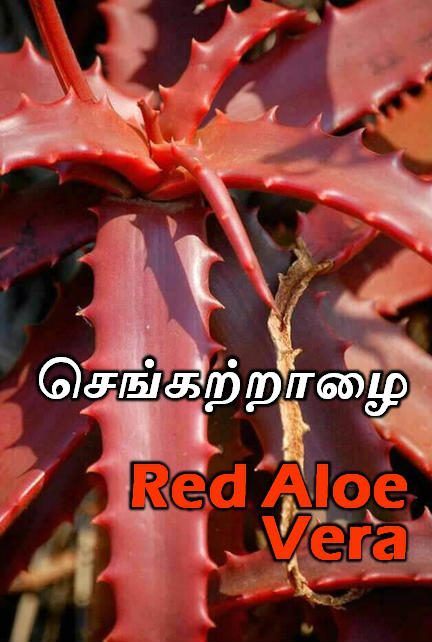 (மூலிகை) செங்கற்றாழை காயகற்பம் - Red Aloe Vera - Kayakarpam