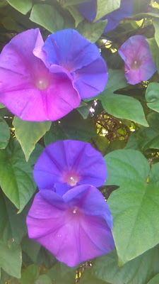 Ipomoea purpurea