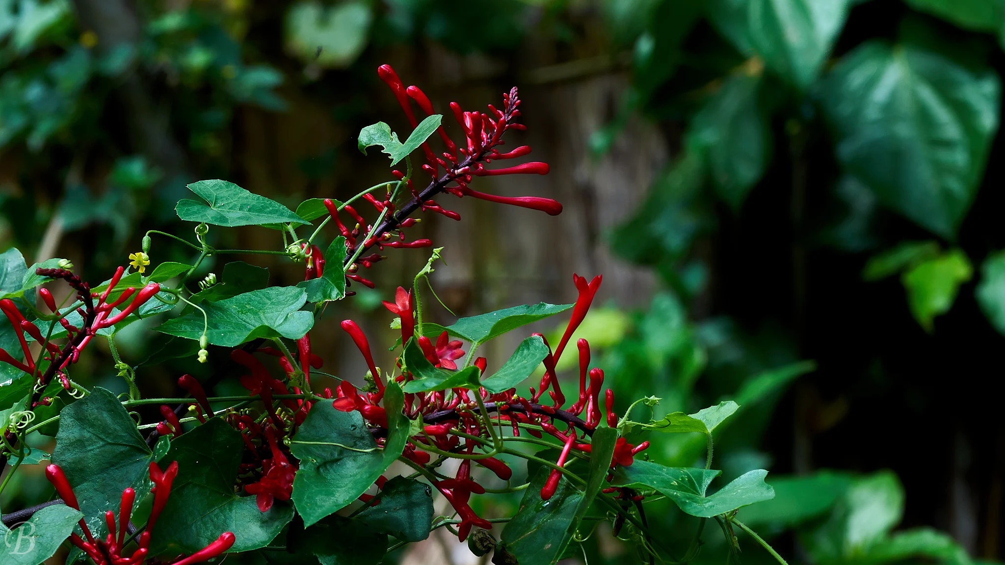 Volunteer Flowers Cab Be Incredibly Vibrant And Beautiful