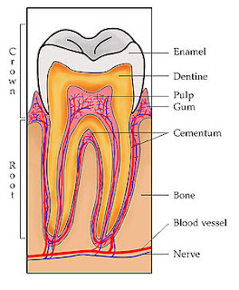 Healthy tips preventing tooth decay