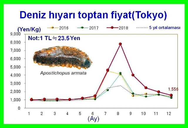 Deniz Patlıcanını Ne Zaman Satmalı