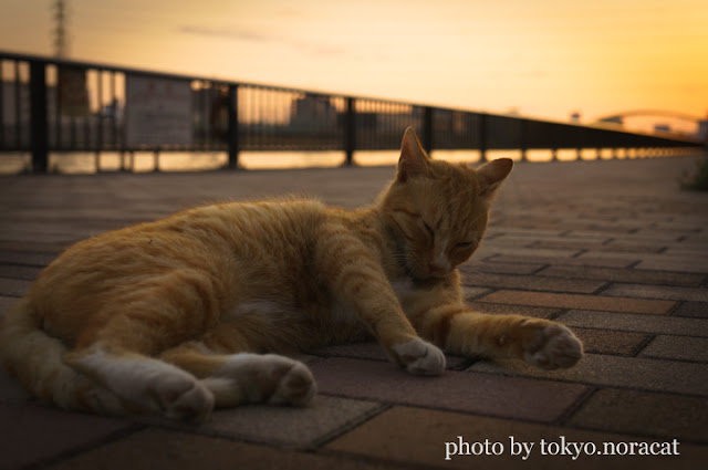 野良猫の写真