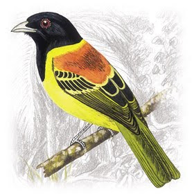 Pássaro Corocochó (Carpornis cucullatus) 