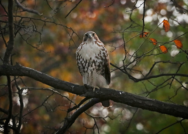 Immature red-tailed hawk perched in a tree