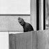 Seven inconvenient and under-reported facts about the Munich Olympics massacre