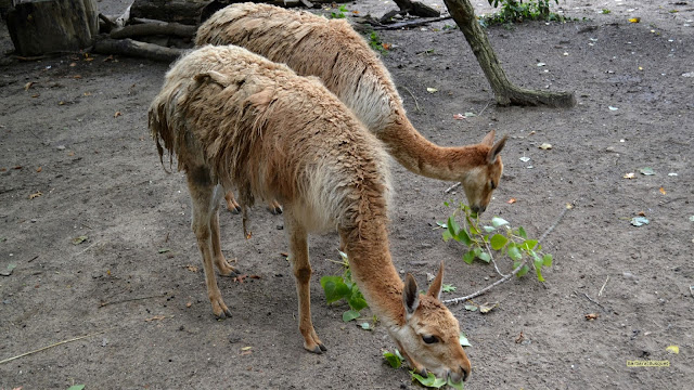 Twee etende lama's