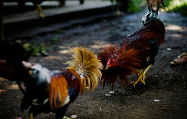 Indikator dalam Menilai Kemampuan Tarung Ayam Bangkok Indikator dalam Menilai Kemampuan Tarung Ayam Bangkok