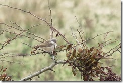 'Eastern' Lesser Whitethroat