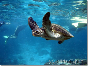 turtle