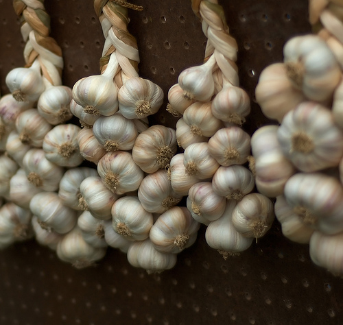 Garlic bulbs drying