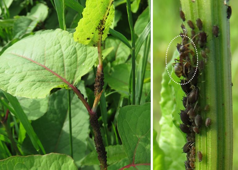 ささやかな手抜き菜園から アリと共生するアブラムシは２０ ３０