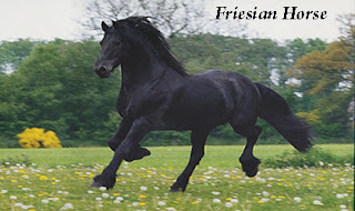 Home Pets - The Friesian Horse 