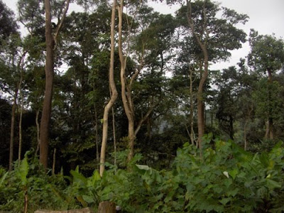 TERATAK IMPIAN BUKIT LALA: BUKIT LALA DAN PENEROKAAN HUTAN