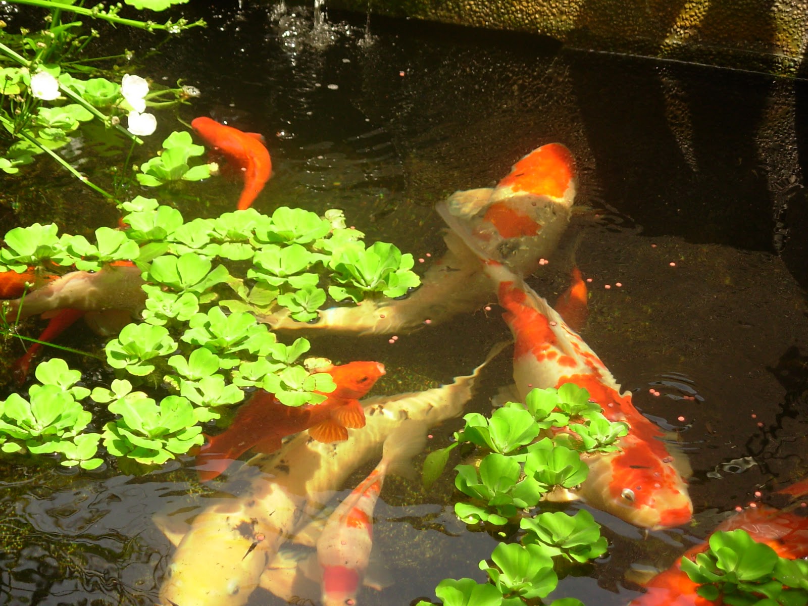 SusurDenai MASALAH ALGA DI DALAM KOLAM  IKAN  HIASAN 