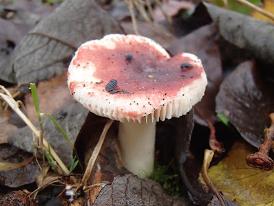 grzyby 2016, grzyby w listopadzie, grzyby w Krakowie, grzyby w Lasku Wolskim, grzyby zimowe, boczniak ostrrygowaty Pleurotus ostreatus, zimówka, płomiennica zimowa Flammulina velutipes, Uszak bzowy Auricularia auricula-judae, Wodnicha modrzewiowa Hygrophorus lucorum, opienka-ciemna-Armillaria-ostoyae, gąsówka-rudawa-Lepista-flaccida, czernidłak Coprinus