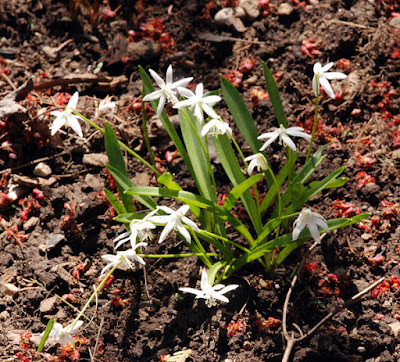 small white spring bulb