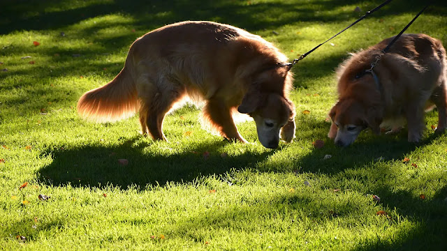 Dogs sniffing grass