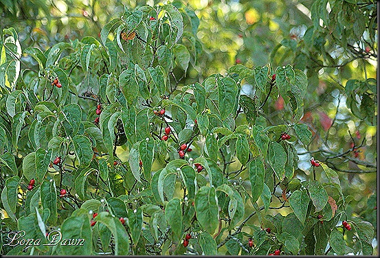CH_Dogwood_Berries3