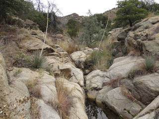 Montosa Canyon habitat