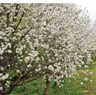apricot flowers wins first prize to announce spring than cherry blossom