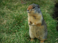 MARMOTAS - Esses mamíferos hibernam em suas tocas por até 7 meses.  Quando despertam da hibernação, que pode durar até sete meses, a sua principal preocupação é alimentar-se para recuperar as energias perdidas. São herbívoras, atentas a predares, velozes e muito sociáveis