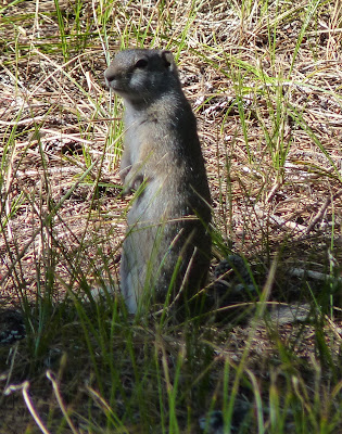 ground squirrel