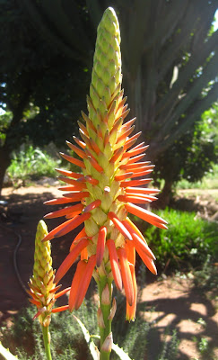 Candelabra Aloe