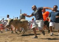 Bull Running US