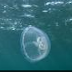 NO. 31  ;Species explorer -Moon Jellyfish - Aurelia Aurita
