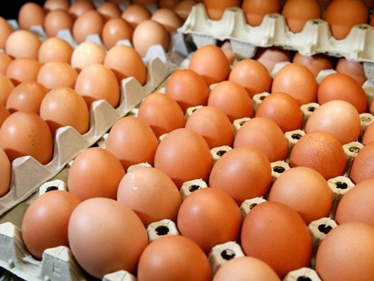 ارتفاع أسعار البيض الأحمر خلال تعاملات اليوم الأربعاء