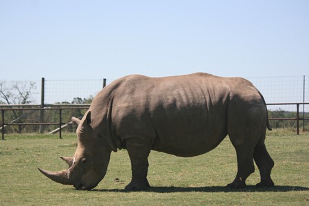 animal safari labor day 2011 104