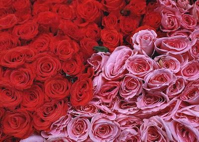 red valentines day roses by cool wallpapers at cool wallpapers and wallpaper