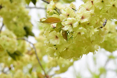 flor de cerejeira crisântemo