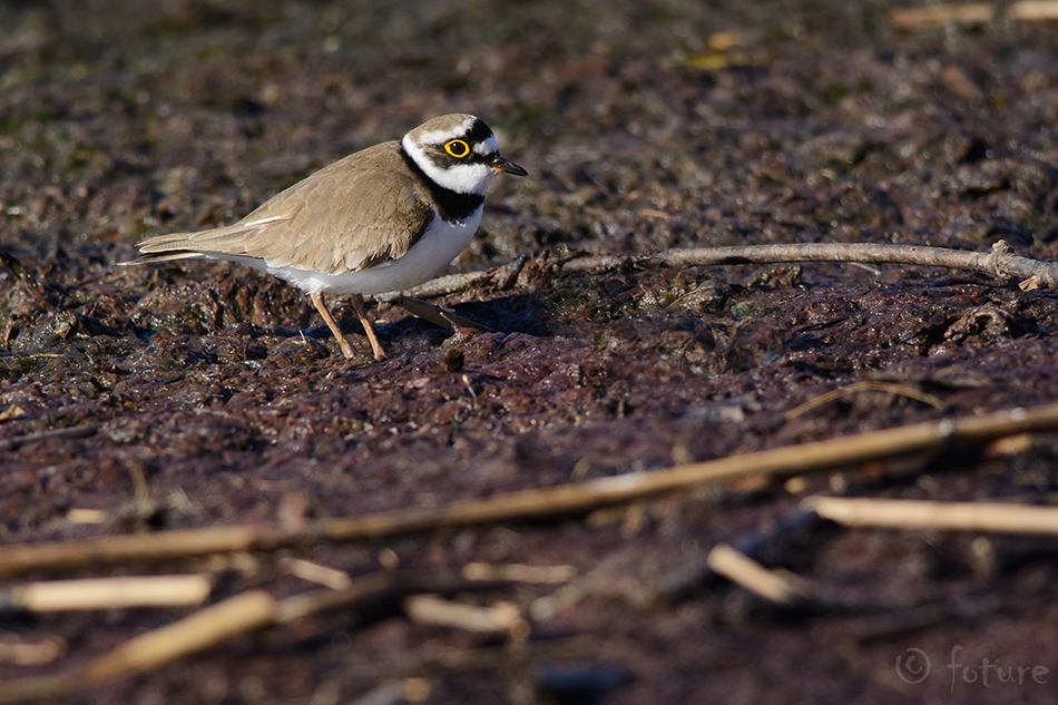 Väiketüll, Charadrius dubius curonicus, Little Ringed Plover, tüll